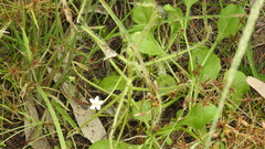 Drosera finlaysoniana