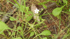 Drosera finlaysoniana