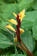 Cautleya spicata