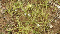 Drosera finlaysoniana
