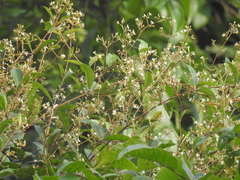 Ichnocarpus frutescens