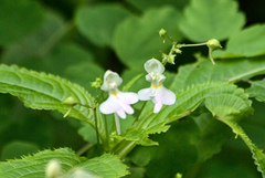 Impatiens scullyi