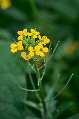 Erysimum hieraciifolium