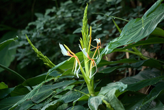 Hedychium spicatum