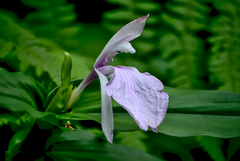 Roscoea purpurea