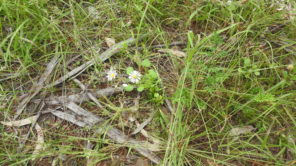 Brachyscome whitei