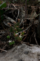Sedum potosinum