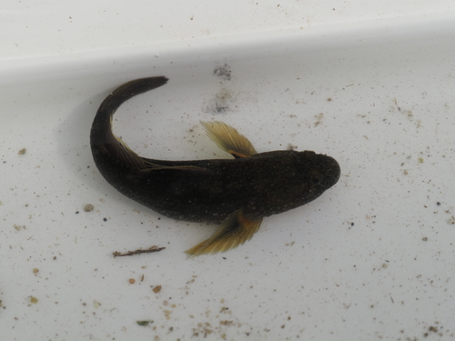 Dusky tripletooth goby (Tridentiger obscurus) — Gobiidae — 3