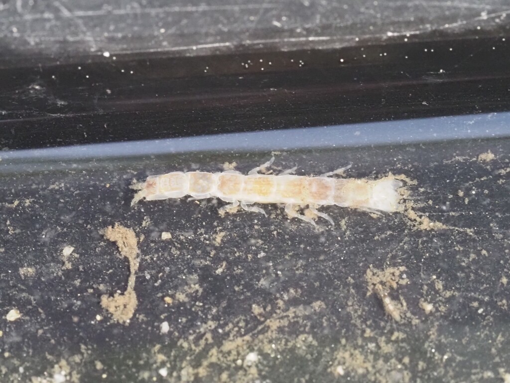 Cyathura muromiensis
