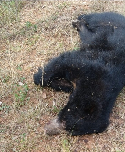 Sri Lankan Sloth Bear