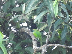 Chloropsis jerdoni