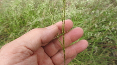 Digitaria ramularis
