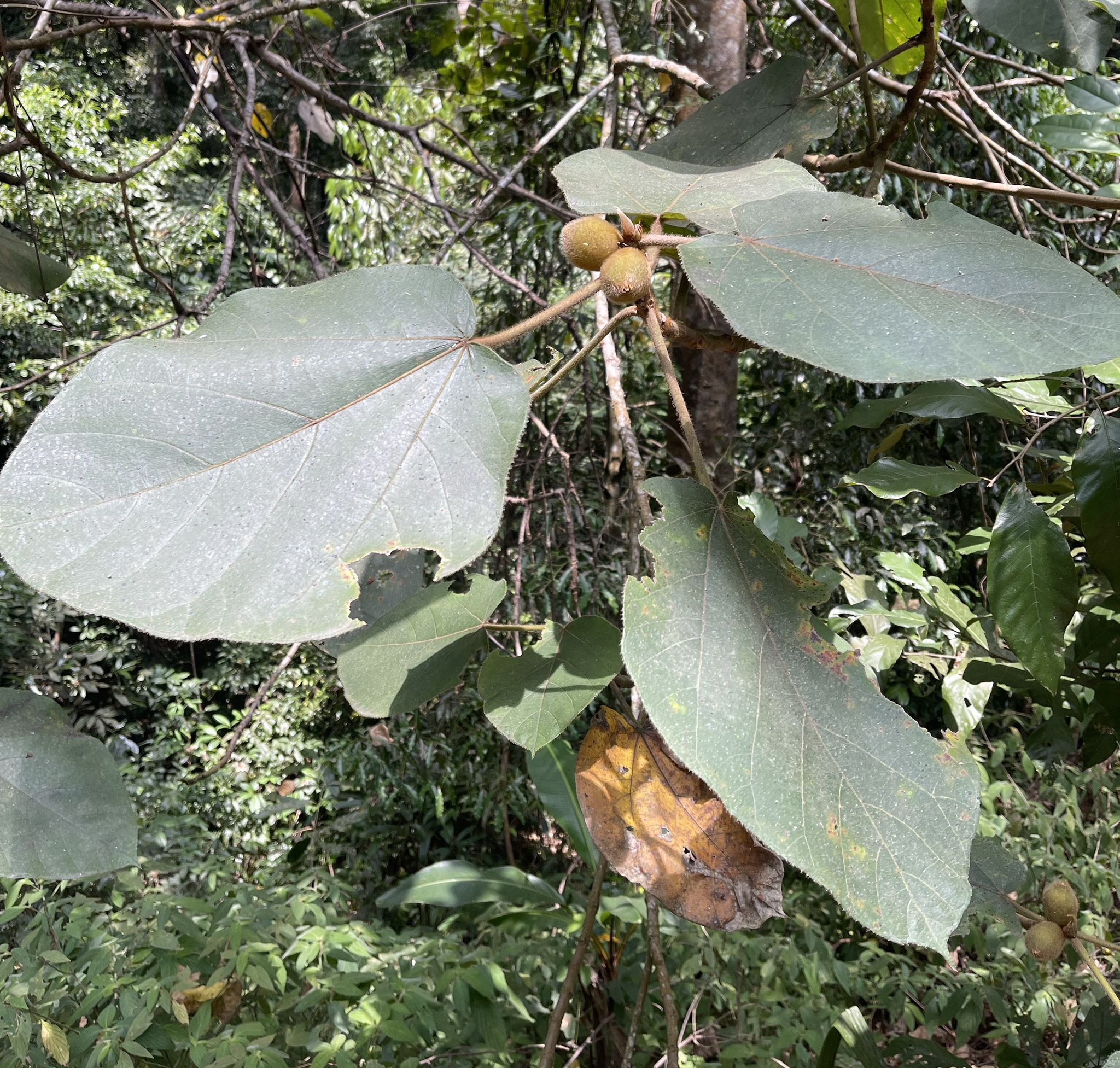 Ficus triloba (Ficus triloba)