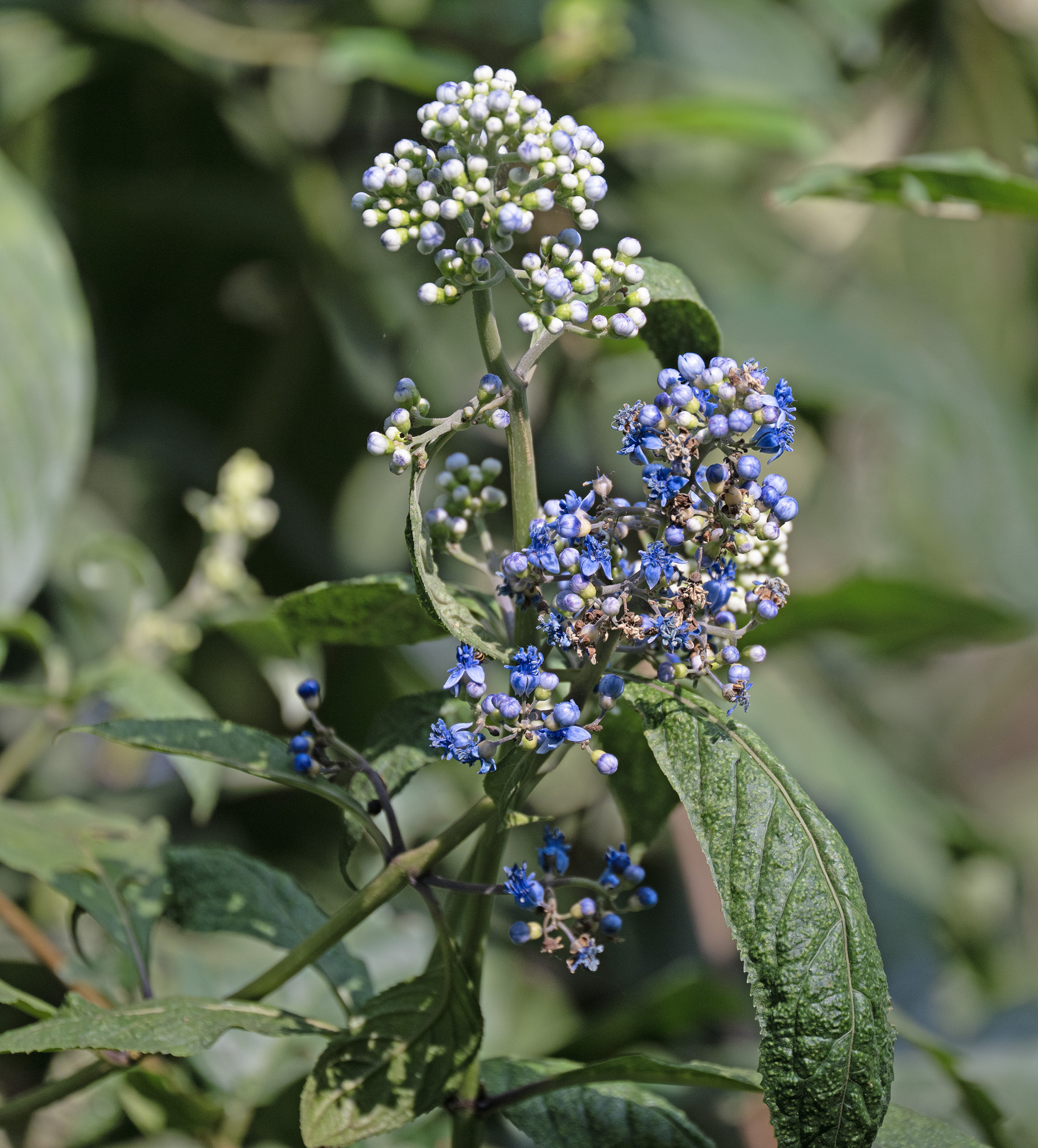 Hydrangea febrifuga (Hydrangea febrifuga)