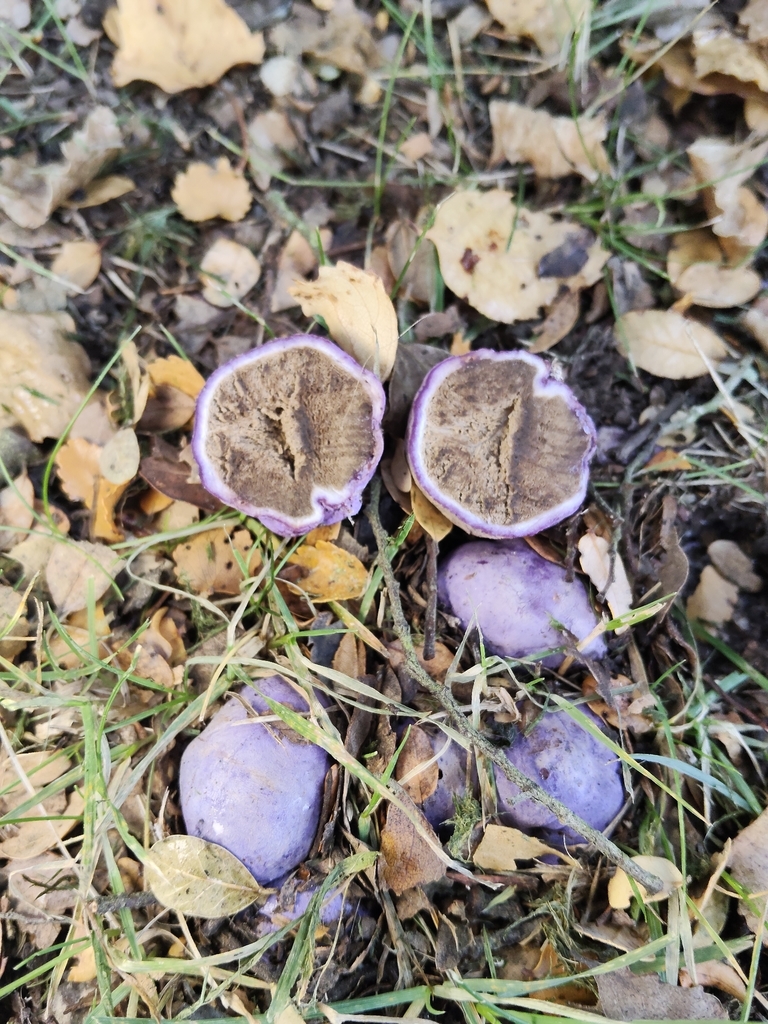 Gallacea scleroderma · May 2026 · photo: © john_barkla (iNaturalist, cc0)