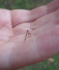 Caloptilia chrysitis