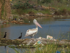 Pelecanus