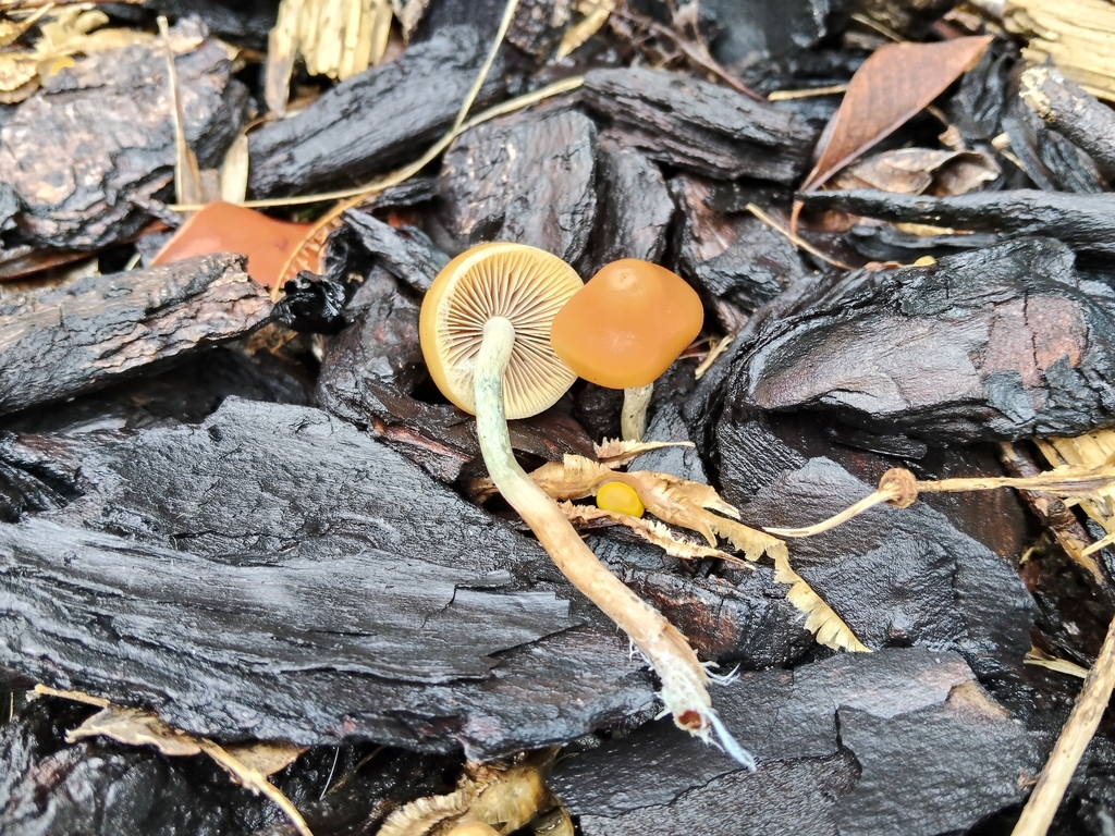 Psilocybe subaeruginosa · May 2026 · photo: © john_barkla (iNaturalist, cc0)