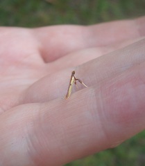 Caloptilia chrysitis