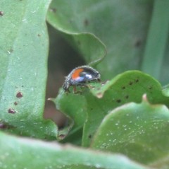 Diomus notescens