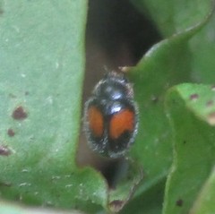 Diomus notescens