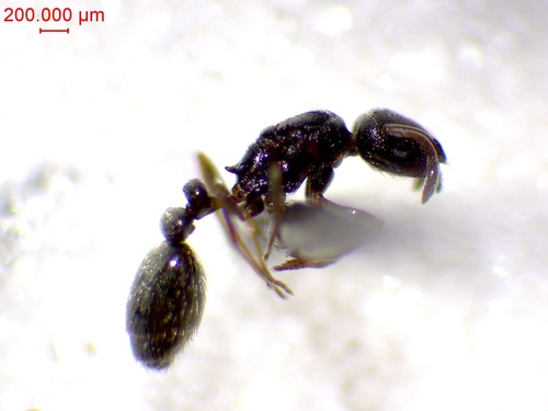 Cardiocondyla elegans