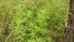 Haloragis heterophylla
