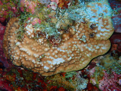 Turbinaria stellulata observed 2026-05-04