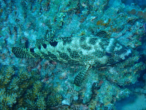 Epinephelus spilotoceps observed 2026-05-04