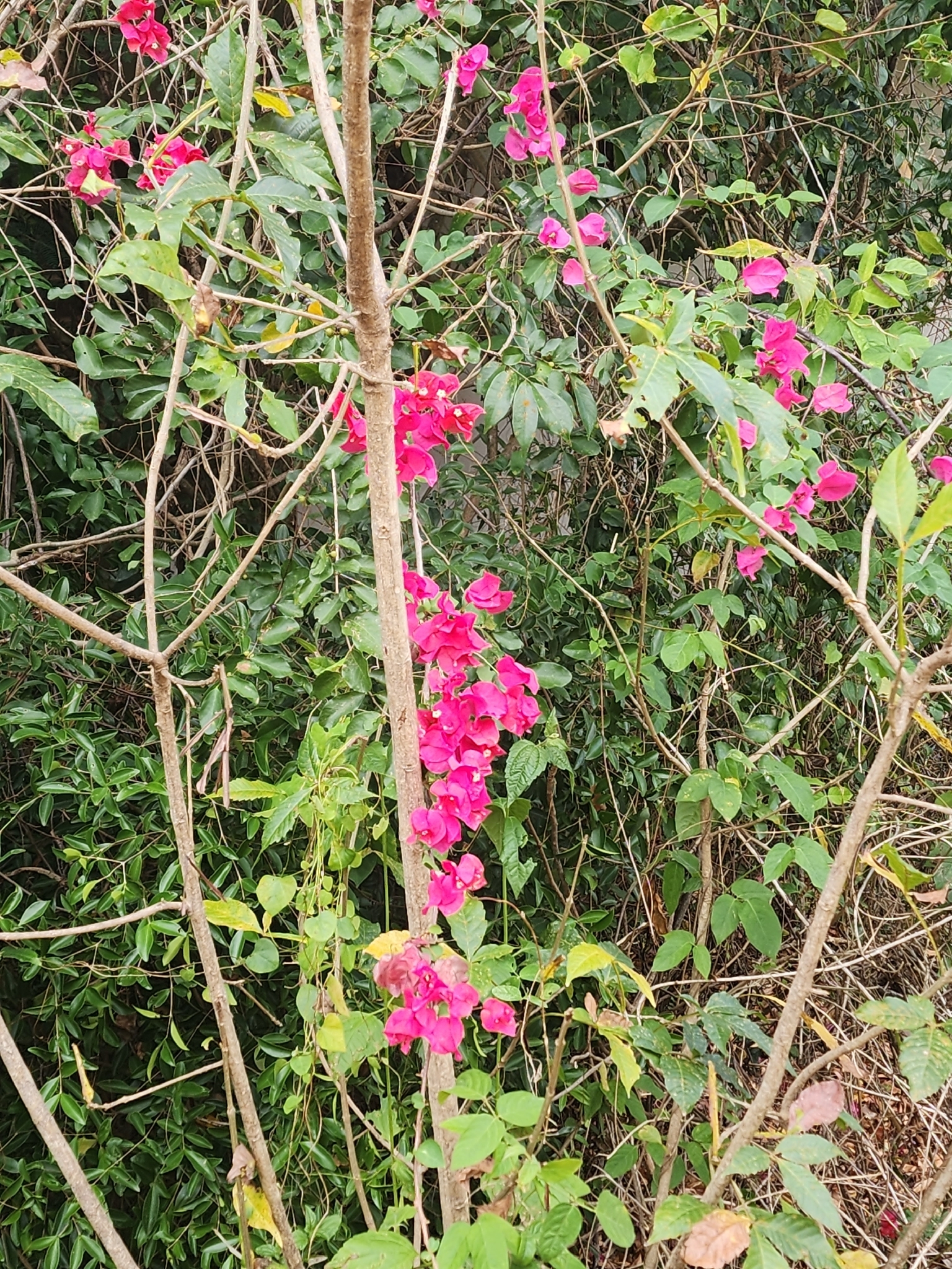 Bougainvillea glabra — ảnh 3
