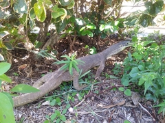 Varanus panoptes panoptes