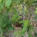 Acacia pennata