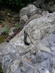 Orthoporus