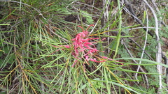 Hakea purpurea