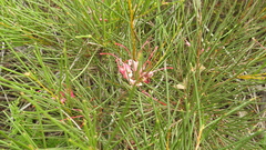 Hakea purpurea