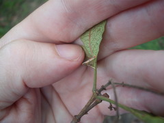 Caloptilia chrysitis