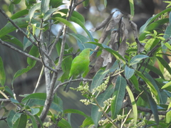 Chloropsis jerdoni