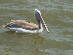 Pelecanus