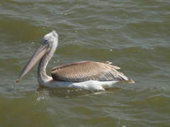 Pelecanus