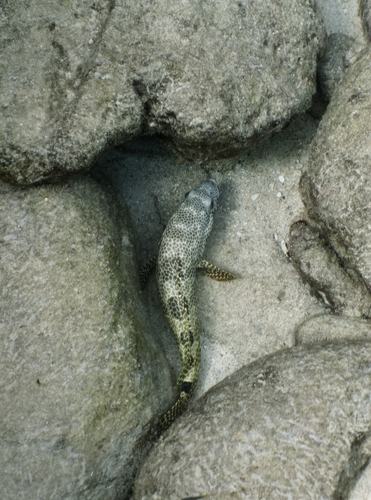 Epinephelus spilotoceps observed 2026-05-06