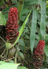 Costus beckii