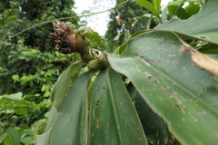 Costus beckii