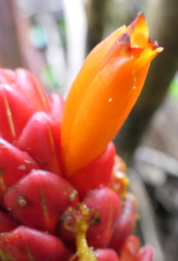 Costus beckii