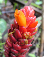 Costus beckii