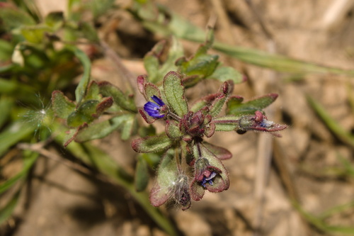 Veronica triphyllos, photograph 4