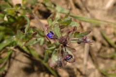 Veronica triphyllos, photograph (c) Bobo-X, some rights reserved (CC BY)