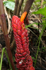 Costus beckii
