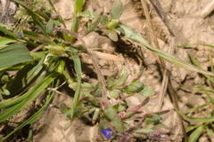 Veronica triphyllos, photograph (c) Bobo-X, some rights reserved (CC BY)