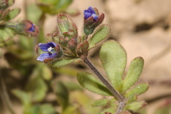 Veronica triphyllos, photograph (c) Bobo-X, some rights reserved (CC BY)