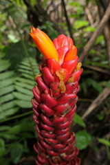 Costus beckii